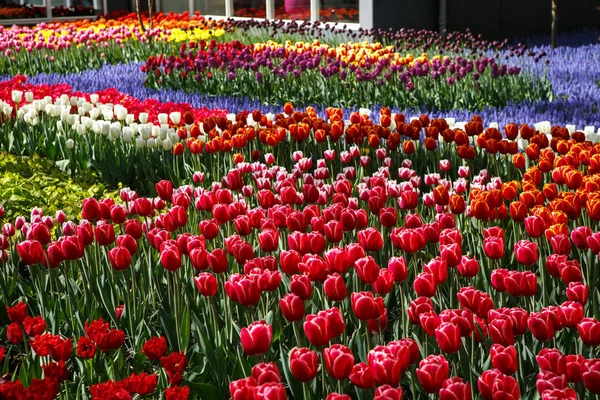 Bellissimi Fiori Tulipani Colorati Fioriscono Nel Giardino Primaverile Carta Parati — Foto Stock