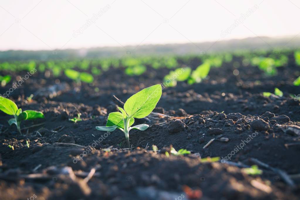 Crop planted in rich soil getting  ripe under the sun fast