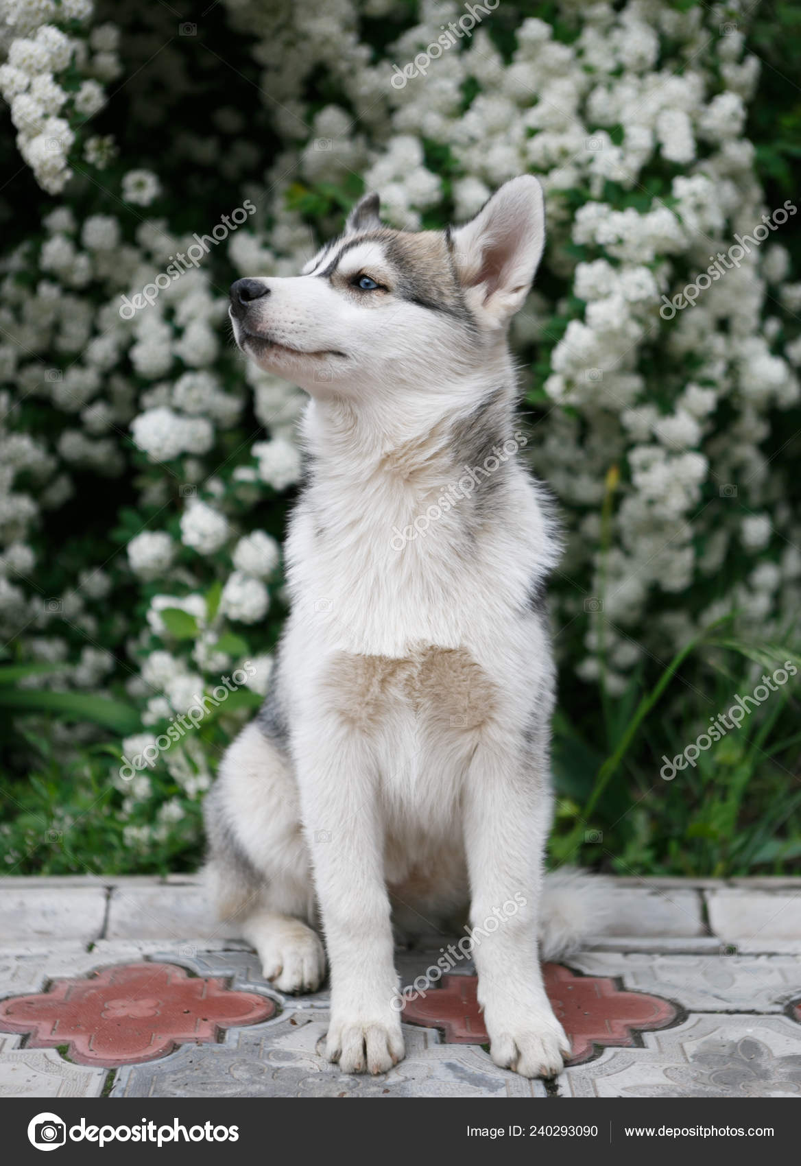 Husky summer coat online