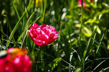 Bahar bahçe içinde güzel lale çiçekler açar. Bahar lale ile dekoratif duvar kağıdı. Doğa poster güzelliği. Canlı doğal renkler