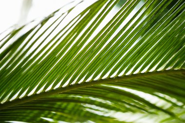 Egzotik palmiye ağacı kapatın. Yeşil tropikal bitki büyüme güneşli serada. Botanik Bahçe bitkileri, makro