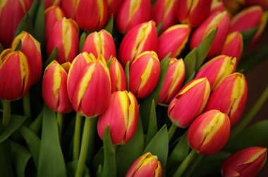 Bahar bahçe içinde güzel lale çiçekler açar. Bahar lale ile dekoratif duvar kağıdı. Doğa poster güzelliği. Canlı doğal renkler