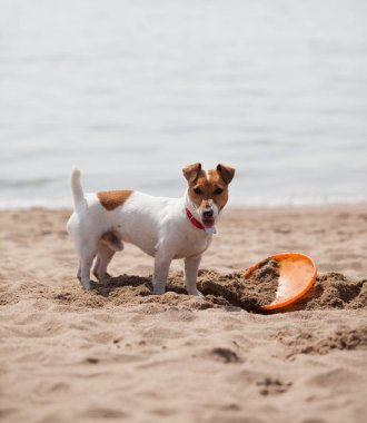 Frizbi disk ile sahilde kum kazma oynayan Jack Russell köpek yavrusu. Sevimli küçük yerli köpek, bir aile ve çocuklar için iyi arkadaş. Samimi ve eğlenceli köpek doğurmak