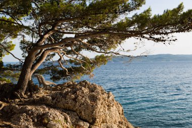 Güzel çam ağacı büyümeye kaya Hırvat tatil Adriyatik Denizi sahilinde. Croatia.Travel hedef backgroound Avrupa tatil Adaları yaz tatil gezisi için dağlarda ağaçlarda köknar