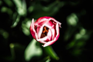 Bahar bahçe içinde güzel renkli kırmızı ve sarı Siklamen çiçekler açar. Bahar çiçek çiçek ile dekoratif duvar kağıdı. Doğa poster güzelliği. Canlı doğal renkler.