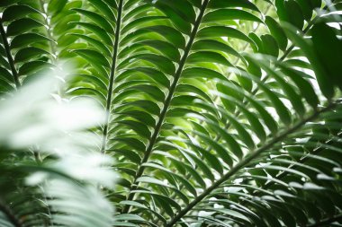 Egzotik tropik yeşil bitkiler botanik bahçesi güneşli serada büyümek. Makro yakın çekim nadir bitki botanik glasshouse ekili.