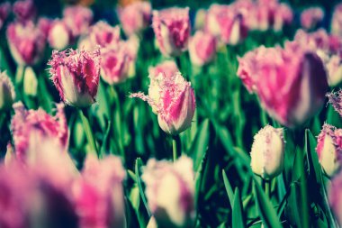 Bahar bahçe içinde güzel lale çiçekler açar. Bahar lale ile dekoratif duvar kağıdı. Doğa poster güzelliği. Canlı doğal renkler