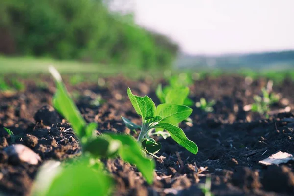 取得高速の太陽の下で熟した豊かな土壌に植えられた作物 — ストック写真