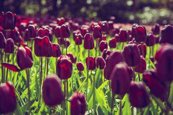 Belles Fleurs Tulipes Colorées Fleurissent Dans Jardin Printemps Papier Peint — Photo