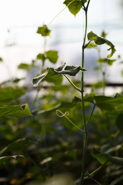 Groene Komkommer Spruiten Kweken Kas Zonnige Warme Huis Met Groene — Stockfoto