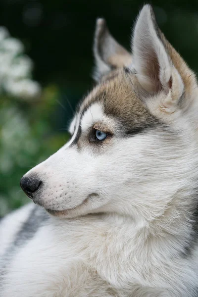 Portré Gyönyörű Szibériai Husky Fényes Kék Szemek Hosszú Szürke Bundáját — Stock Fotó