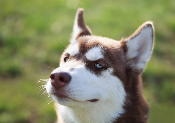 Genç Kabarık Sibirya Husky Köpek Portresi Kahverengi Kürk Parlak Mavi — Stok fotoğraf