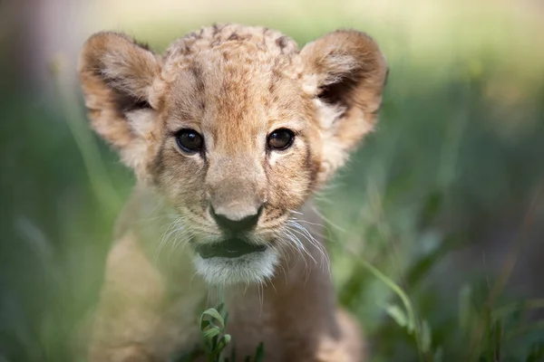 Raccolta Fotografica Del Cucciolo Leone Maschio Due Mesi Piccola Creatura — Foto Stock