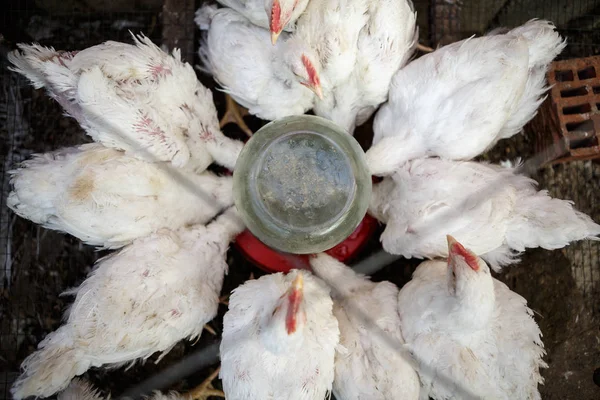 Domestic white chicken drinking  water from drinking bowl at poultry farm. Hen incubator for domestic birds.