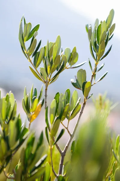 Olivo Verde Primo Piano Raccolta Delle Olive Autunnali Cresce Sotto — Foto Stock