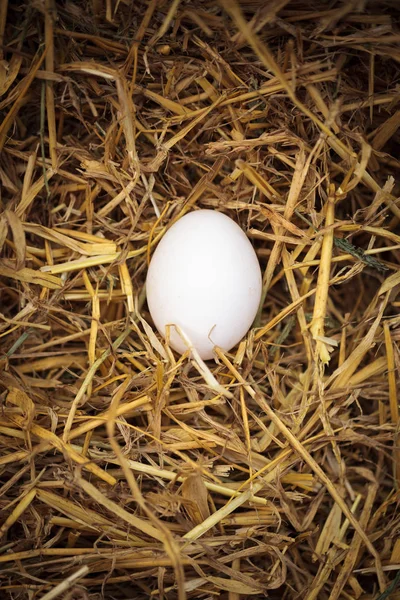 닭장에 건초의 둥지에서 닭고기 달걀의 매크로 사진을 닫습니다 성분이 다이어트 — 스톡 사진