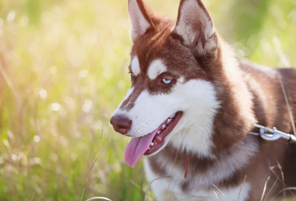 Porträt Eines Schwer Atmenden Sibirischen Huskyhundes Braunes Fell Und Strahlend — Stockfoto