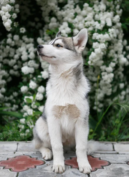 Chiot Husky Sibérien Assis Dans Jardin Fleuri Printemps Petit Louveteau — Photo