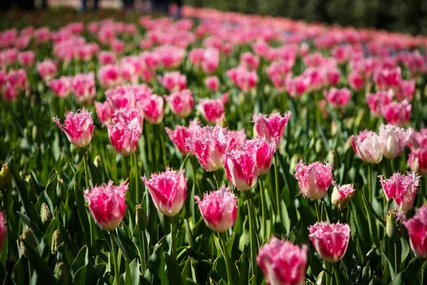 Schöne Tulpenblumen Blühen Frühling Garten Dekorative Tapete Mit Tulpen Frühling — Stockfoto