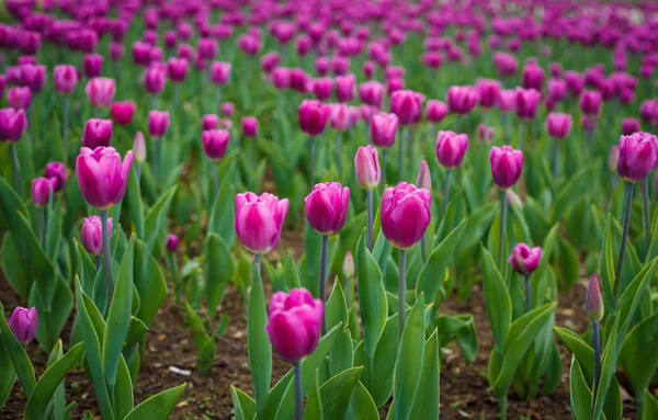 Schöne Tulpenblumen Blühen Frühlingsgarten Dekorative Tapete Mit Tulpen Frühling Schönheit — Stockfoto