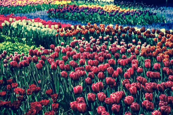 Lindas Flores Coloridas Tulipas Florescem Jardim Primavera Papel Parede Decorativo — Fotografia de Stock
