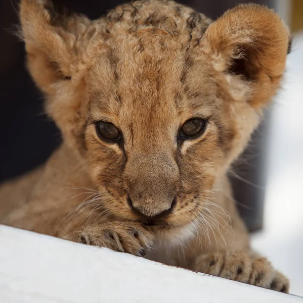 Fotocollectie Van Twee Maand Oude Mannetjes Leeuw Cub Heel Schattig — Stockfoto