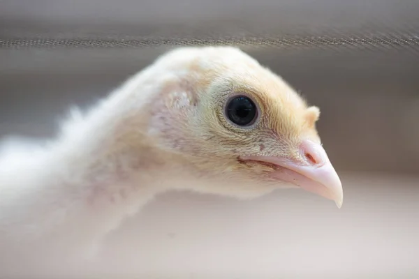 Закрыть Домашнюю Курицу Курицу Курятнике Курятнике Фермерские Птицы Являются Хорошим — стоковое фото