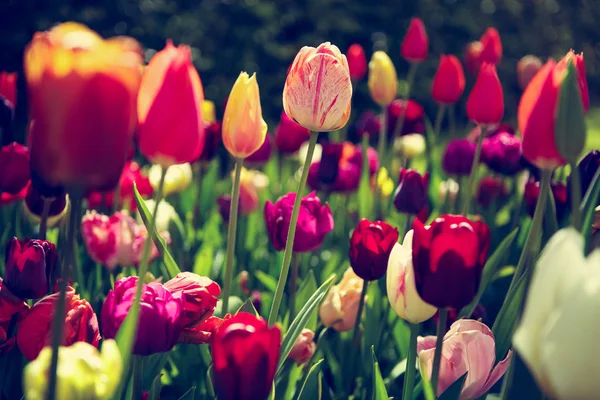 Belles Fleurs Tulipes Fleurissent Dans Jardin Printemps Papier Peint Décoratif — Photo