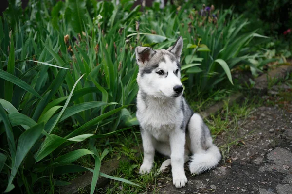 Bedårande Siberian Husky Valp Sittande Utomhus Grönskande Trädgård Vackra Lilla — Stockfoto