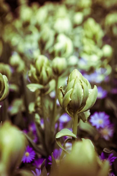 Belles Fleurs Tulipes Fleurissent Dans Jardin Printemps Fond Écran Décoratif — Photo