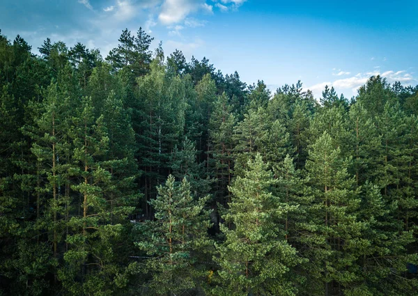 Naturen Färdas Vacker Sommar Skog Flygfoto — Stockfoto