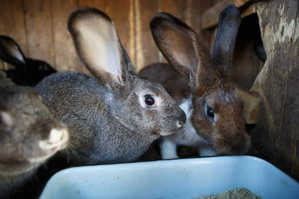 Nahaufnahme Von Hauskaninchen Käfig Auf Tierfarm — Stockfoto