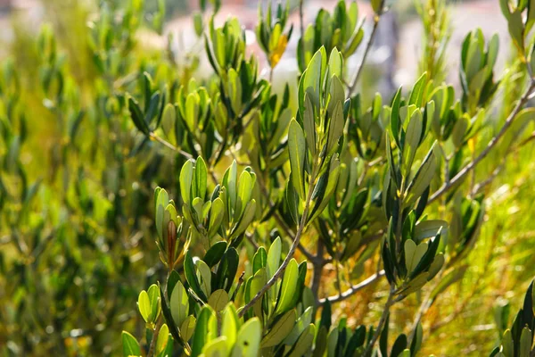 Azeitonas Verdes Crescem Croácia Granja Ingredientes Alimentares Naturais Para Uma — Fotografia de Stock