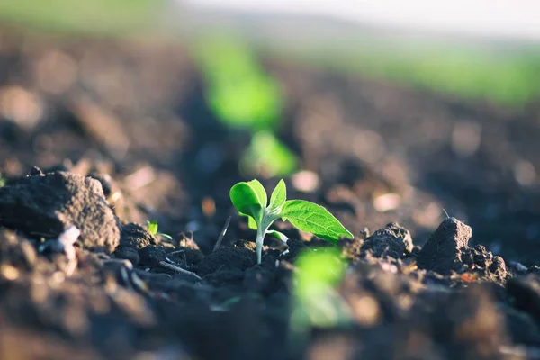 Crop planted in rich soil getting  ripe under the sun fast