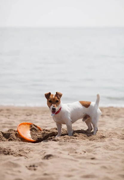 Malé Štěně Jack Russell Hraje Frisbee Diskem Pláži Kopat Písek — Stock fotografie