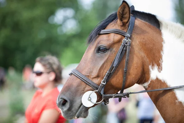 Mariupol Ucrania Julio 2015 Concurso Equitación Entre Jinetes Jóvenes Cabalgatas — Foto de Stock