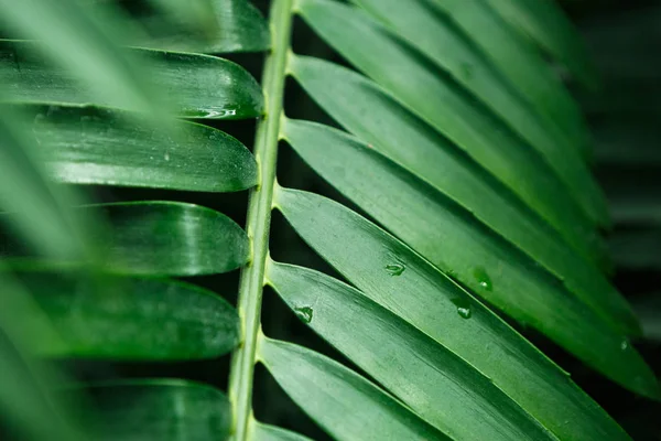 Rare Exotic Plant Grow Botanic Greenhouse Tropical Plant Leaves Macro — Stock Photo, Image