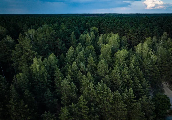 Naturen Färdas Vacker Sommar Skog Flygfoto — Stockfoto