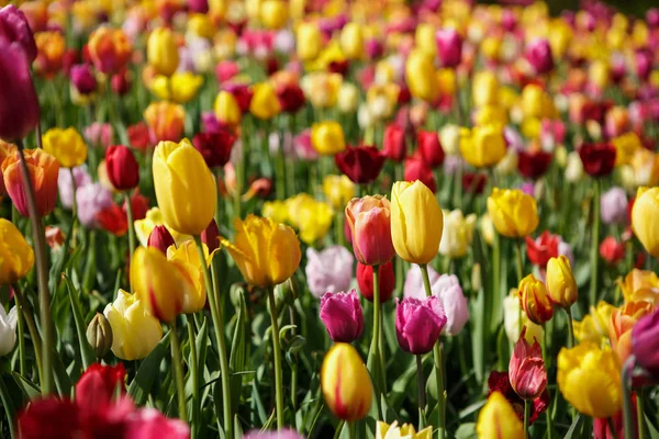Красивые Цветы Тюльпанов Цветут Весеннем Саду Декоративные Обои Тюльпанами Весной — стоковое фото