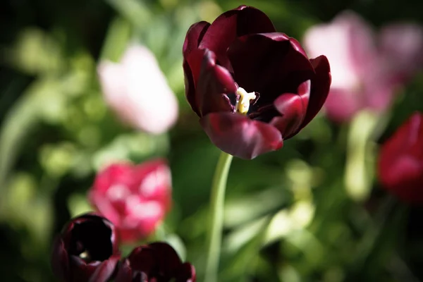 Szép Színes Tulipán Virágok Nyílnak Tavaszi Kert Dekoratív Háttérkép Egzotikus — Stock Fotó