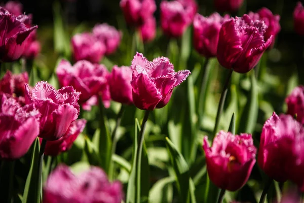 Schöne Tulpenblumen Blühen Frühlingsgarten Dekorative Tapete Mit Tulpen Frühling Schönheit — Stockfoto