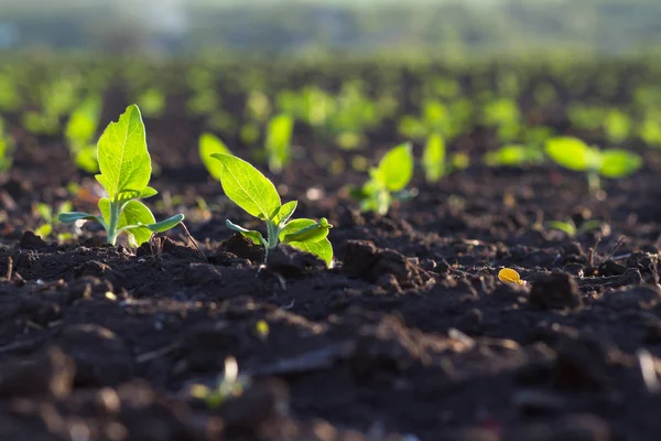 Crop Planted Rich Soil Getting Ripe Sun Fast — Stock Photo, Image