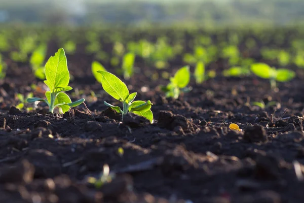 Coltivazione Piantata Terreno Ricco Maturare Sotto Sole Veloce — Foto Stock