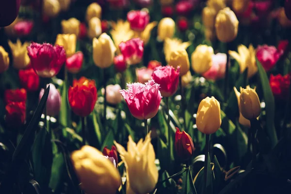 Belles Fleurs Tulipes Fleurissent Dans Jardin Printemps Fond Écran Décoratif — Photo