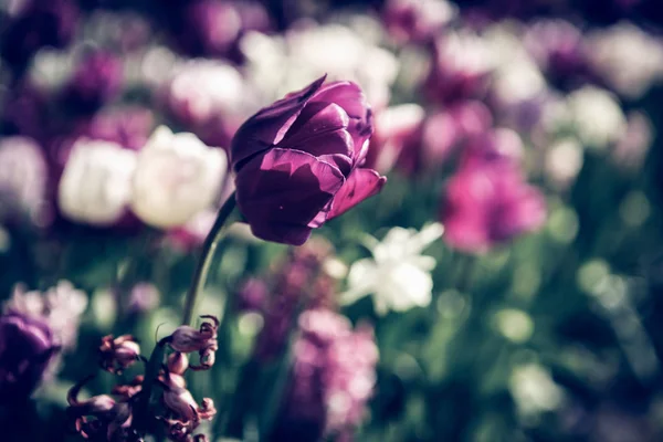 Belles Fleurs Tulipes Fleurissent Dans Jardin Printemps Fond Écran Décoratif — Photo