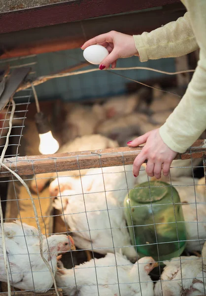 Kézi Gyűjtése Hazai Csirke Tojás Kezében Tyúkól Háttérben Farmer Természetes — Stock Fotó