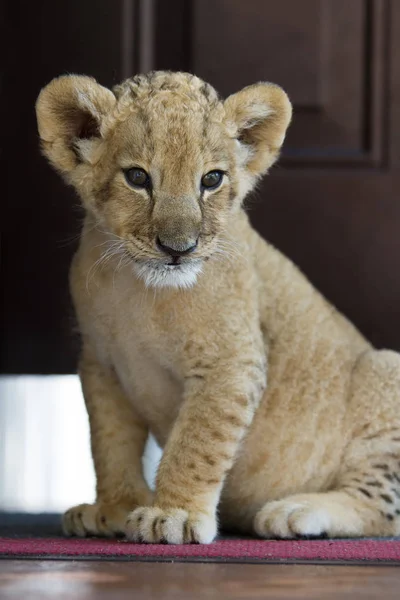 Colección Fotos Cachorro León Macho Dos Meses Edad Pequeña Criatura — Foto de Stock