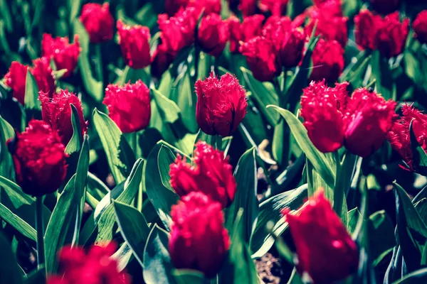 Belles Fleurs Tulipes Colorées Fleurissent Dans Jardin Printemps Papier Peint — Photo