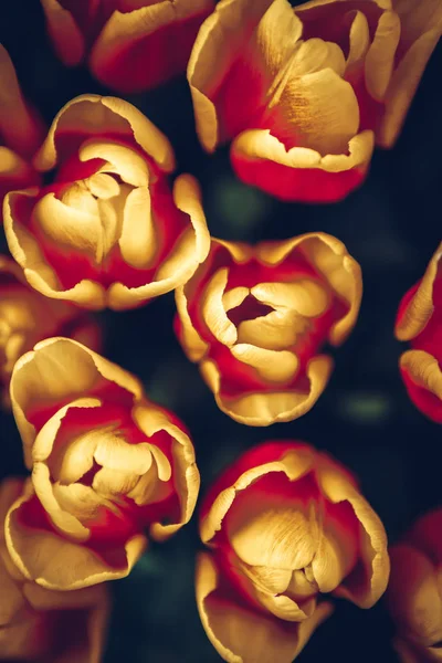 Krásné Barevné Tulipány Květiny Kvetou Jarní Zahradě Dekorativní Tapeta Exotické — Stock fotografie