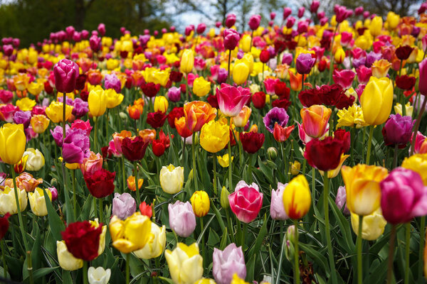 Красивые разноцветные цветы тюльпанов цветут в весеннем саду. Декоративные обои с экзотическими цветами тюльпана весной на лугу. Плакат о красоте природы. Яркие натуральные цвета
